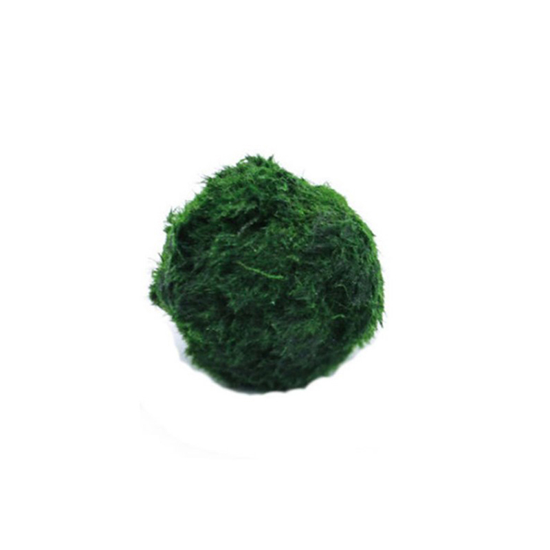 Terrarium Moss Art - ماريمو كرات الطحلب حوض السمك نبات