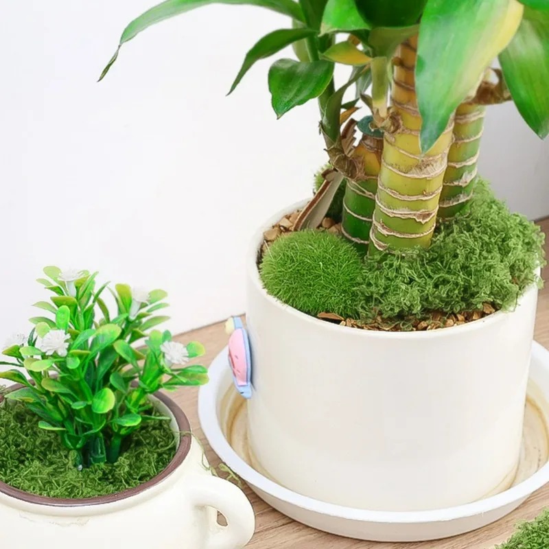 طحلب صناعي واقعي 30/300 جرام ل - مراجعة Terrarium Moss Art وسعره