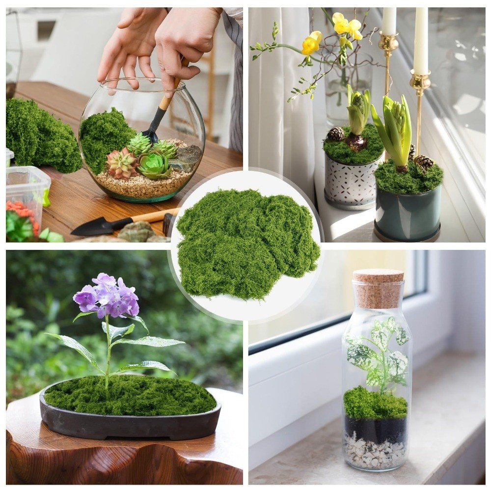 نباتات طحلب صناعية من البوليست - مراجعة Terrarium Moss Art وسعره
